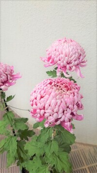 写真：菊花のアップ