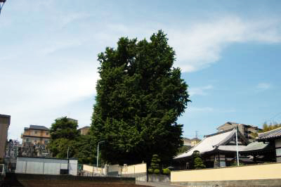 写真:長照寺のおおいちょう