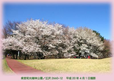 写真：樹林公園の桜