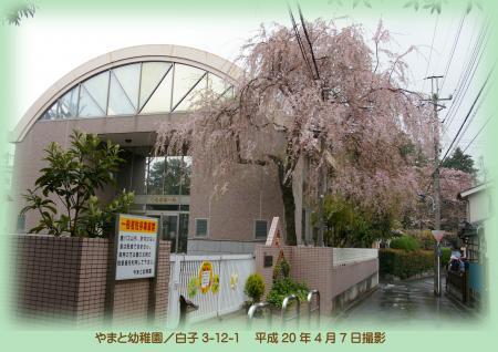 写真：やまと幼稚園の桜