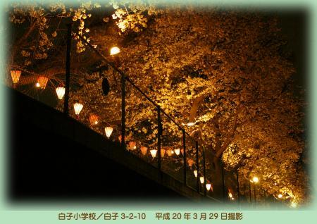 写真：白子小学校の桜のライトアップ