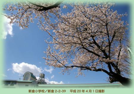 写真：新倉小学校の桜