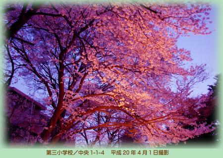 写真：第三小学校の桜
