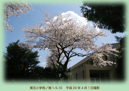 写真：第五小学校の桜
