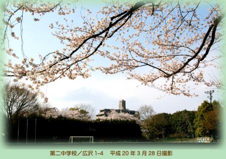 写真：第二中学校の桜