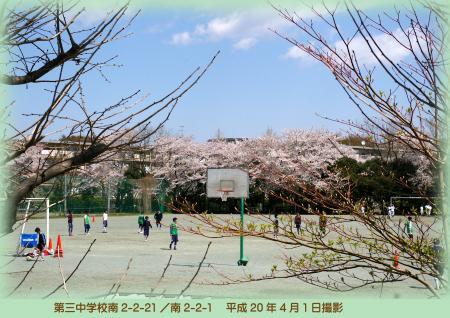 写真：第三中学校の桜