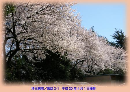 写真：埼玉病院の桜