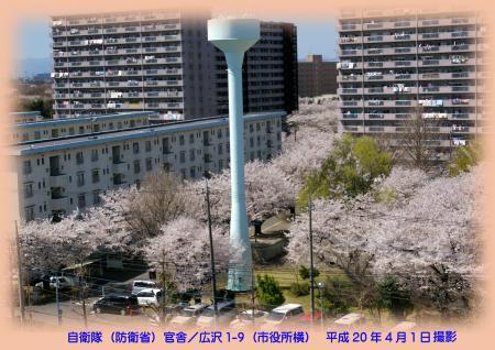 写真：自衛隊官舎の桜