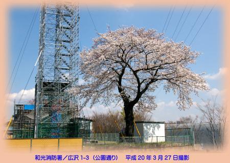 写真：和光消防署の桜