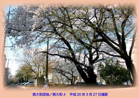 写真：西大和団地の桜