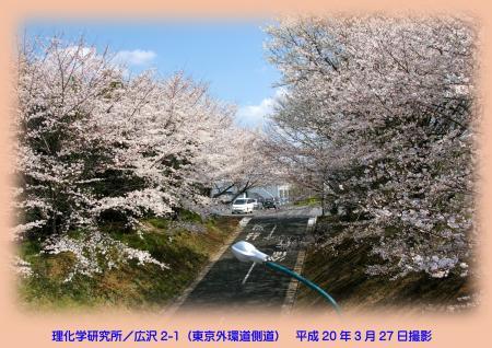 写真：理化学研究所の桜