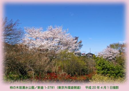 写真：柿の木坂湧き水公園の桜