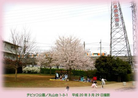 写真：丸山台児童公園の桜
