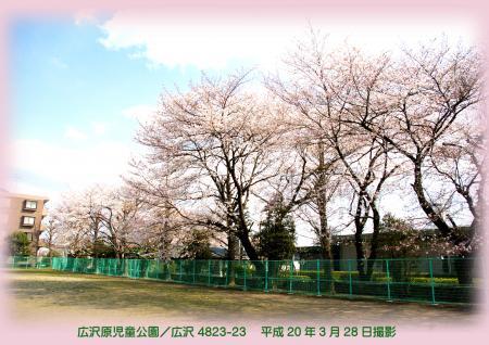 写真：広沢原児童公園の桜