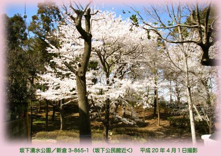 写真：坂下湧水公園の桜