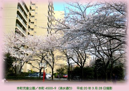 写真：本町児童公園の桜