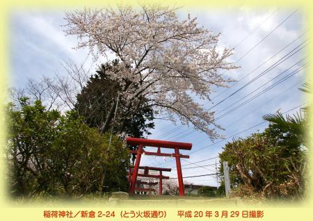 写真：とう火坂通り稲荷神社の桜　平成20年3月29日撮影