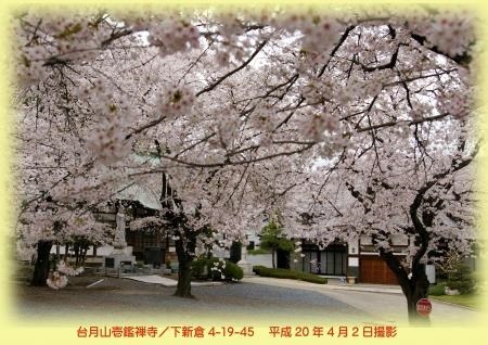 写真：壱鑑寺の桜　平成20年4月2日撮影