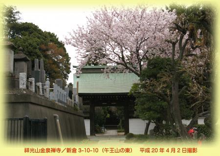 写真：金泉寺の桜　平成20年4月2日撮影