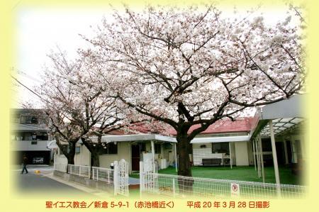写真：聖イエス教会の桜　平成20年3月28日撮影