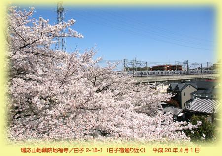 写真：地福寺の桜　平成20年4月1日撮影
