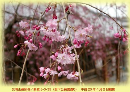 写真：長照寺の桜　平成20年4月2日撮影