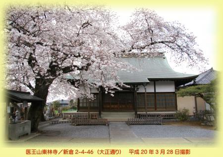 写真：東林寺の桜　平成20年3月28日撮影