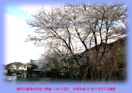 写真：越戸川強清水付近の桜