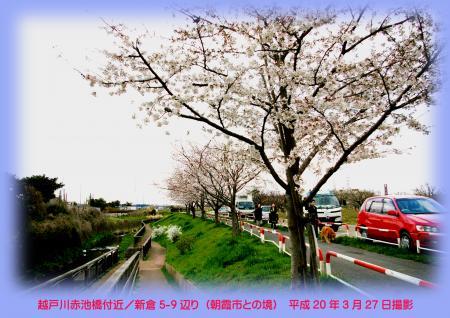 写真：越戸川赤池付近の桜