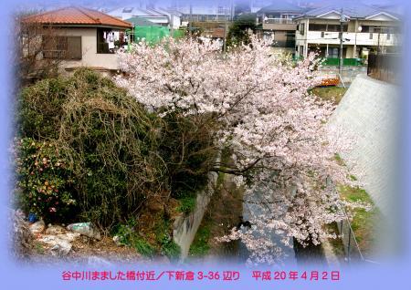 写真：谷中川まました橋付近の桜