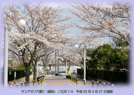 写真：サンアゼリア通の桜