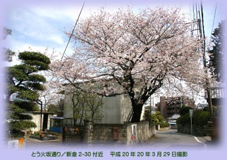 写真：とう火坂通り付近の桜