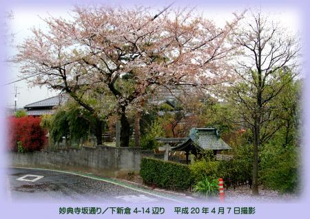 写真：下新倉4丁目14番付近の桜