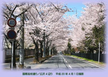 写真：和光国際高校通りの桜
