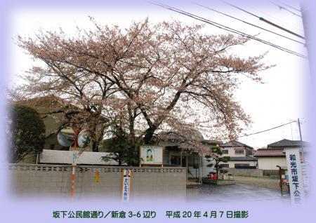 写真：坂下公民館通の桜