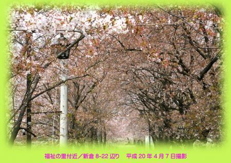写真：桜土手その1
