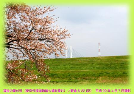 写真：桜土手その2