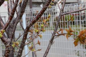 写真：まだまだつぼみの状態です2