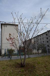 写真：遠くから見た仁科蔵王