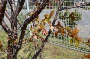写真：つぼみが緩み始めた仁科蔵王