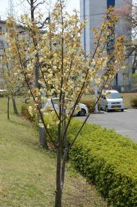写真：多くのつぼみが開きました