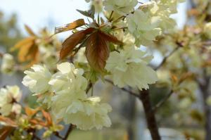 写真：淡黄色の花が咲きました！