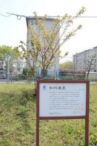 写真：仁科蔵王の説明看板と木