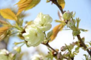 写真：開花1