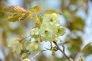 写真：開花2