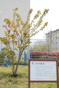 写真：仁科蔵王の説明看板と木