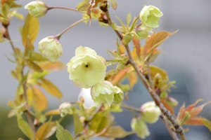 写真：九分咲きの仁科蔵王