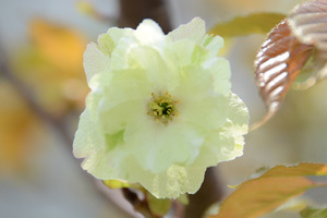 写真：花の正面