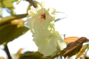 写真：赤く変化してきた花の様子
