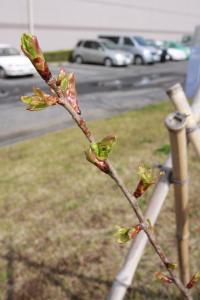 写真：4月2日の仁科蔵王の様子